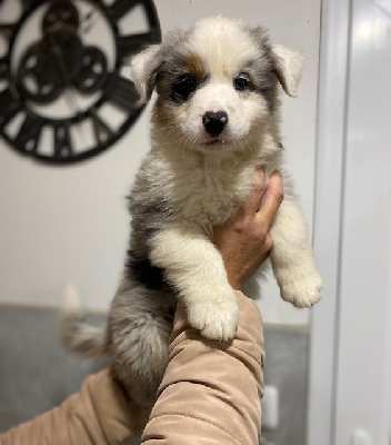 CHIOT 6