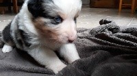 CHIOT