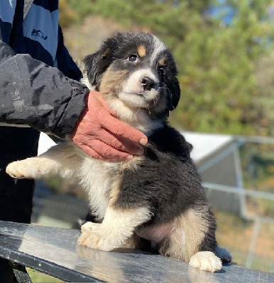 CHIOT 1