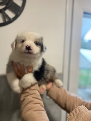 CHIOT 3