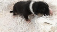 CHIOT