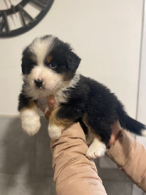 CHIOT 4