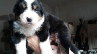 CHIOT