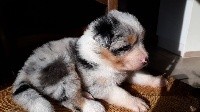 CHIOT