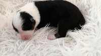 CHIOT