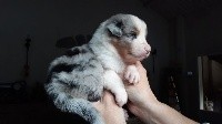 CHIOT