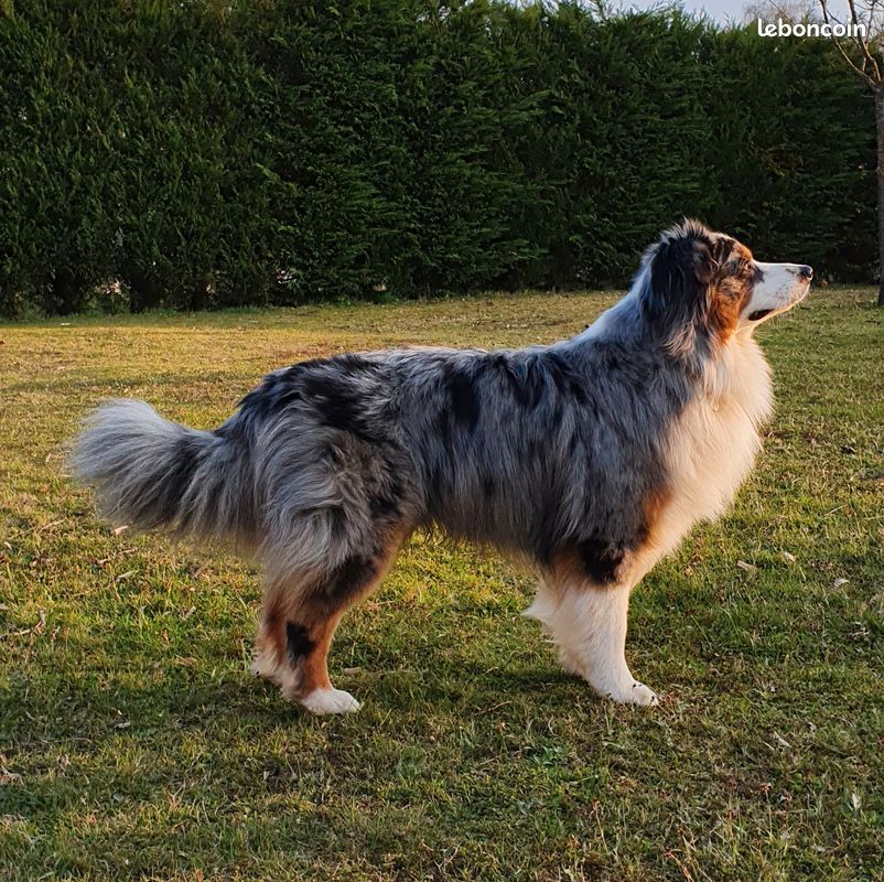 Chiot Berger Australien Ope's Tralia de Beaumont
